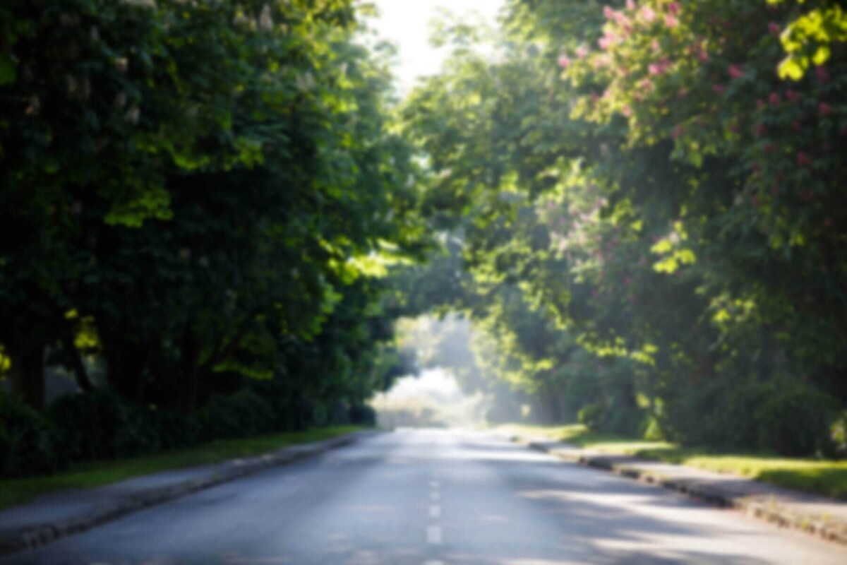 Tree-lined road symbolising the journey of life, underscoring the importance of reliable insurance coverage